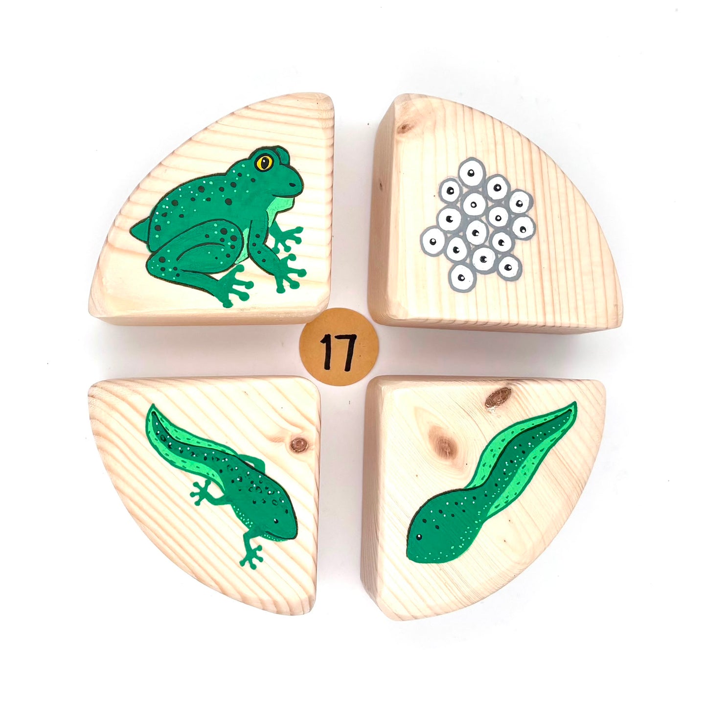 The Life Cycle Collection (Item no. 17)