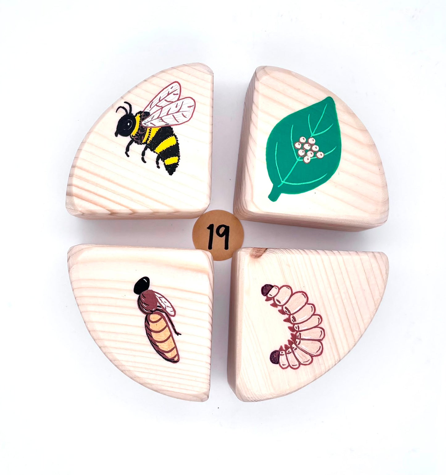 The Life Cycle Collection (Item no. 19)
