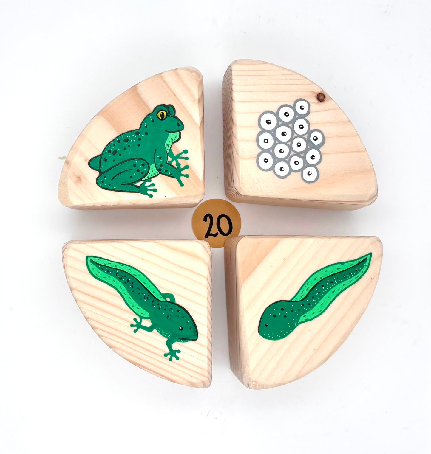 The Life Cycle Collection (Item no. 20)